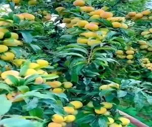 کشاورزی نوین؛ مزرعه هلو زدن پربار و درشت درختا دارن از سنگینیشون میشکنن دهنت آب میفته