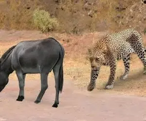 مستند حیات وحش؛ خر باخر بازیان همه رو اسیر کرده