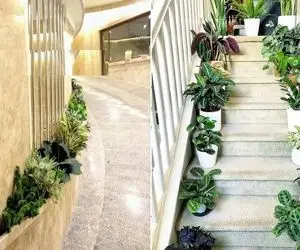 گیاهان آپارتمانی مناسب راه پله و پارکینگ تاریک / سرما و گرمای چهار فصلم دووم میارن
