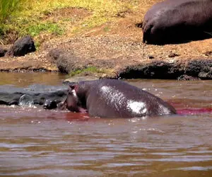 مستند حیات وحش؛ خودخوری اسب آبی برای حفظ نوزاد متولد شده از دندان کروکودیل های خبیث