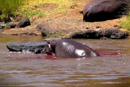 مستند حیات وحش؛ خودخوری اسب آبی برای حفظ نوزاد متولد شده از دندان کروکودیل های خبیث