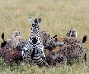 جذابیت حیات وحش / خر راه راه جان خود و کره متولد نشده اش را تسلیم کفتار کرد