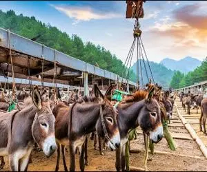 فرآوری الاغ؛ پوست خرو بی عیب و نقص در میارن میبرنش واسه شرحه شرحه شدن