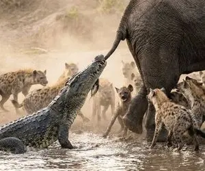 مستند حیات وحش؛ فیلی که گرفتار کفتار و کروکودیل شد