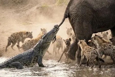 مستند حیات وحش؛ فیلی که گرفتار کفتار و کروکودیل شد