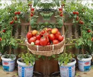 کشاورزی خلاقانه؛ آقا خونش باغچه نداره تو سطل های رنگ گوجه فرنگی کاشته محشر