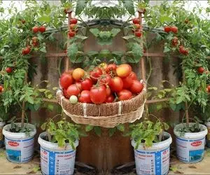 کشاورزی خلاقانه؛ آقاهه خونش باغچه نداره تو سطل های رنگ گوجه فرنگی کاشته محشر