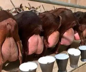 گاوهای باورنکردنی؛ گاو انقدر حجم شیرش زیاده که ندوشن دیگه نمی تونه راه بره