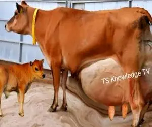 فرآوری گاو؛ گاو سخاوتمند 120 کیلو شیر میده وقتی داره میدوشن انگار به شیلنگ آب وصله