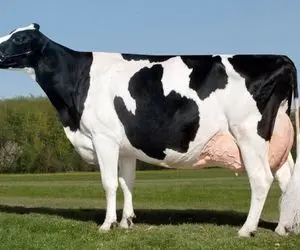 گاوهای باورنکردنی؛ از گاو دائم الشیره تو 24 ساعت 120 کیلو شیر میدوشن آخرش مثلهش میکنن