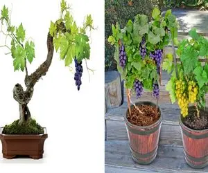 صفر تا صد کاشت انگور در گلدان خانه/ واسه خودت مینی تاکستان درست کن