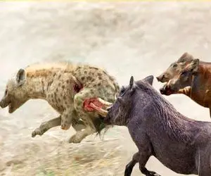 شاهکار حیات وحش؛ گراز شقی با رفقای مسلولش مذبوحانه ریختن سر کفتار شقه ش کردن