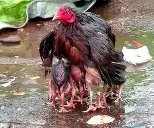 شاهکار حیات وحش؛ مرغ کپلی ددمنشانه با عقابی که قصد بلع بچه هاشو داشت سر جنگ گرفت