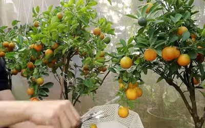 کاشت و برداشت خانگی؛ کاشت پرتقال تو سطل پلاستیکی روشی خلاقانه و کاربردی