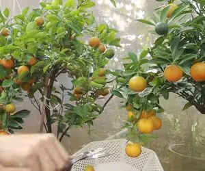 کاشت و برداشت خانگی؛ کاشت پرتقال تو سطل پلاستیکی روشی خلاقانه و کاربردی