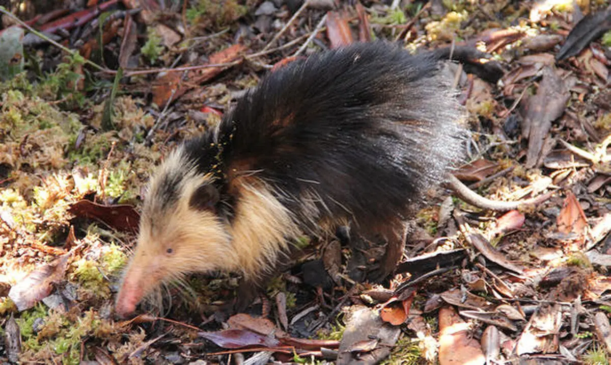 cuba-solenodon-almiqui-170203_full_610
