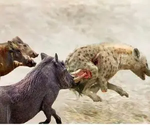 صحنه دهشتناک؛ گراز وحشی شاخشو فرو کرد تو رون کفتار و پاشو از جا کند پرت کرد