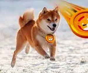 شیبااینو در سال جدید سقوط خواهد کرد؟