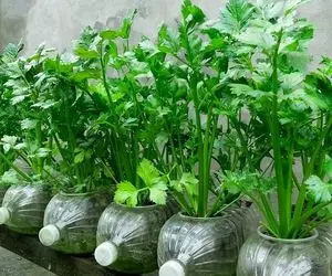 کشاورزی نوین؛ پرورش کرفس تو بطری های پلاستیکی که حسابی پر محصول شده