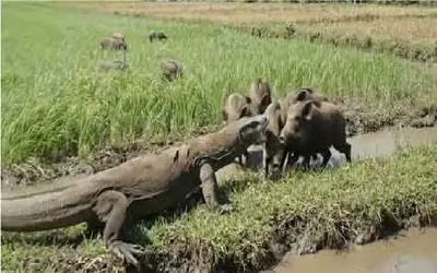 حیات وحش بی رحم؛ کومودو ازازیل هرچی توش راهش بود شکار کرده