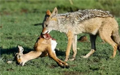 نبرد حیات وحش/ مادر ایمپالا بچشو از زیر دندون های شغال میکشه بیرون