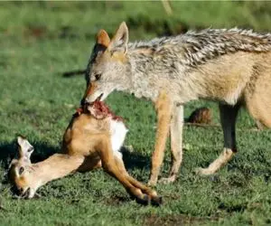 نبرد حیات وحش/ مادر ایمپالا بچشو از زیر دندون های شغال میکشه بیرون