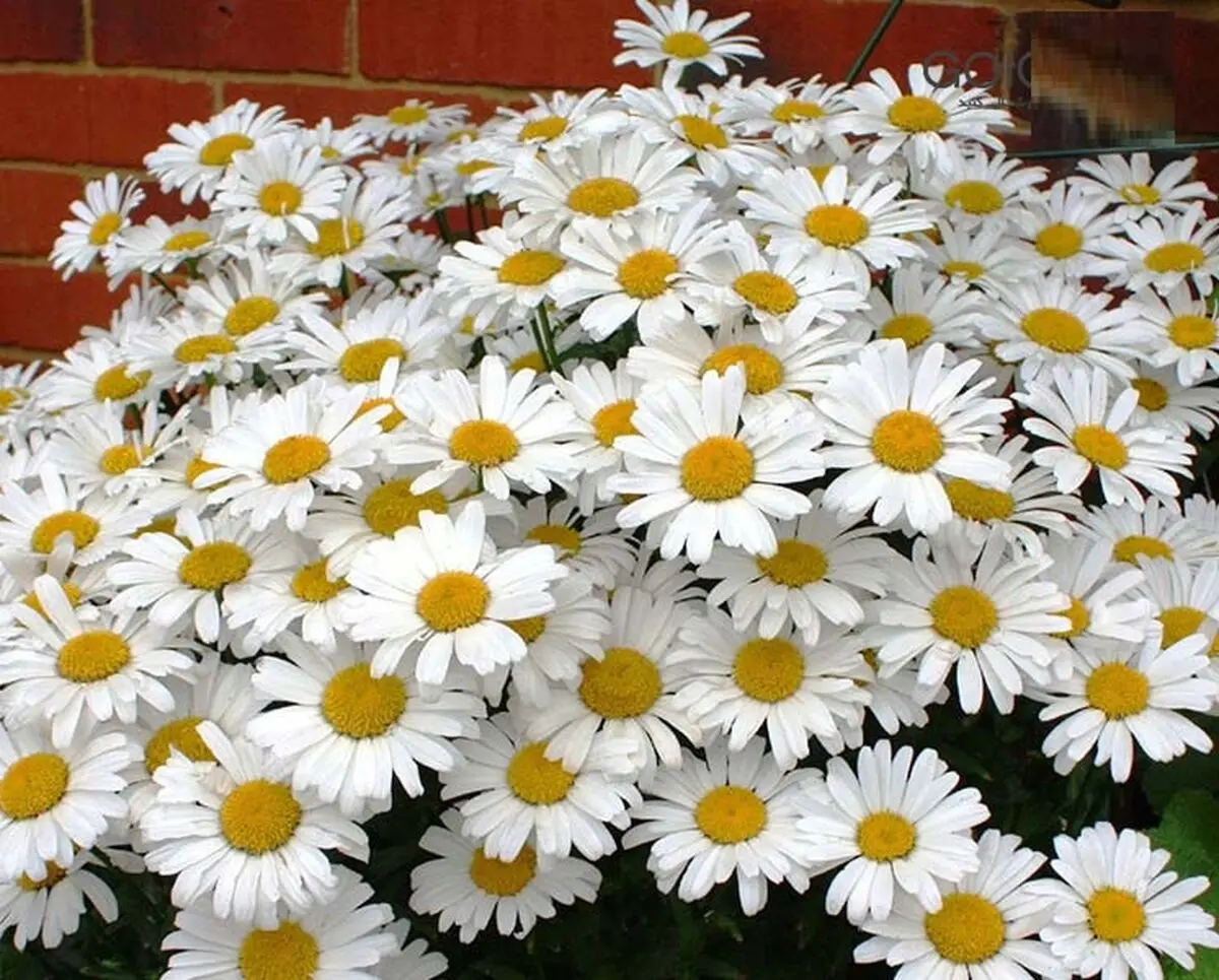 گیاهان مناسب باغچه