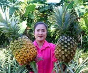 محصولات کشاوری غول پیکر؛ این خانم آناناس هایی کاشته که از هندوانه هم بزرگ تر شدن