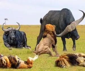 شاهکار حیات وحش؛ بوفالو ضحاک نسل شیرشاه و منقرض کرد توله ش اومد برا خونخواهی