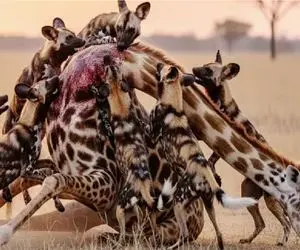 مستند حیات وحش؛ سگ‌های تاکتیک‌دان زرافه دراز ناز را به زیر میکشند