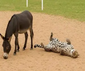 جذابیت حیات وحش؛ خر خنگول پلنگ با جفتکاش سرویس میکنه