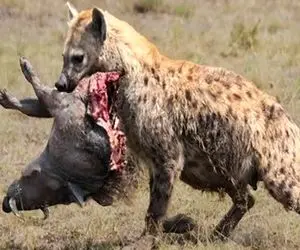 بدایع حیات وحش/ عداوت خصمانه کفتار وقتی شکم گراز را شکافت و روده اش را خورد
