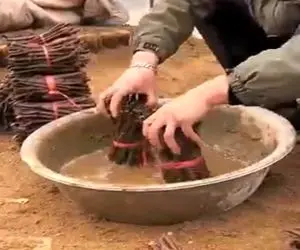 کشاورزی نوین؛ باهوشا تو هر کاری پول درمیارن مرد با آشغال شاخه مزرعه انگور ۱۰۰۰ تنی زد