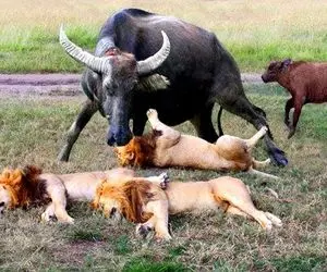 گاوهای باورنکردنی؛ گاو شاخ دراز دد با یه هلیکوپتری شیرهای قسی و تار و مار کرد