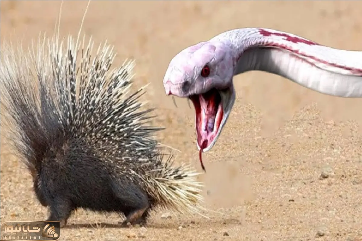 شاهکار حیات وحش؛ جوجه تیغی مفلوک برای دفع حملات مار تیغاش رها کرد شرحه شه