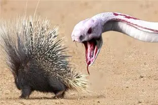 شاهکار حیات وحش؛ جوجه تیغی مفلوک برای دفع حملات مار تیغاش رها کرد شرحه شه