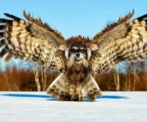 حیوانات دو رگه ای که تو آمریکا حاصل جفت گیری هستن؛ بچه شیر و میمون با قیافه ترسناک