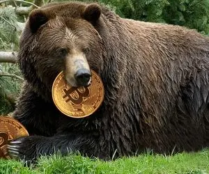 خرس های بیت کوین برگشتند؟