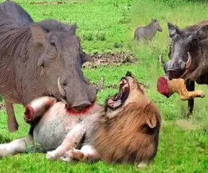 بدایع حیات وحش؛ شیر دنبال بلع گرازهای وحشی بود خودش شرحه شد کفتار تناول کرد