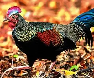 کارخانه حیوانات؛ خروس با پرنده زینتی نتیجه اش دمِ سلطنتی از دل جهش ژنتیکی