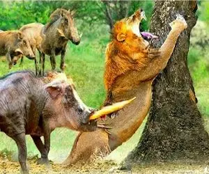 مستند حیات وحش / گراز خفت شیر حیله گر رو چسبید فکر شکار از سرش بپره