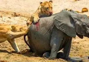 مستند حیات وحش؛ شیر؛ فیل تازه متولد