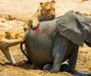 مستند حیات وحش؛ شیر؛ فیل تازه متولد