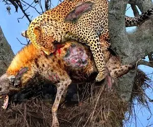 شاهکار حیات وحش؛ پلنگ شریر برای فرار از کفتار لاشخور شکارشو به نیش کشید رفت رو درخت