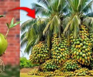کشاورزی نوین؛ موقع کاشت نارگیل تو خاکش تخم مرغ زدن حالا درختش یه خروار نارگیل داده