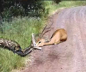 مستند حیات وحش؛ پیتون غول پیچید به ایمپالا ببلعه شاخش از چشماش زد بیرون