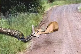 مستند حیات وحش؛ پیتون غول پیچید به ایمپالا ببلعه شاخش از چشماش زد بیرون