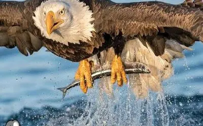 بدایع حیات وحش/نابغه طبیعت از فرسخ ها اون ورتر به شکار میاد لک لک نقشه عقاب رو بهم زد