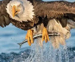 بدایع حیات وحش/نابغه طبیعت از فرسخ ها اون ورتر به شکار میاد لک لک نقشه عقاب رو بهم زد