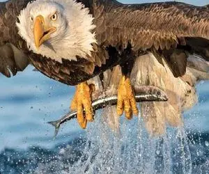 بدایع حیات وحش/نابغه طبیعت از فرسخ ها اون ورتر به شکار میاد لک لک نقشه عقاب رو بهم زد